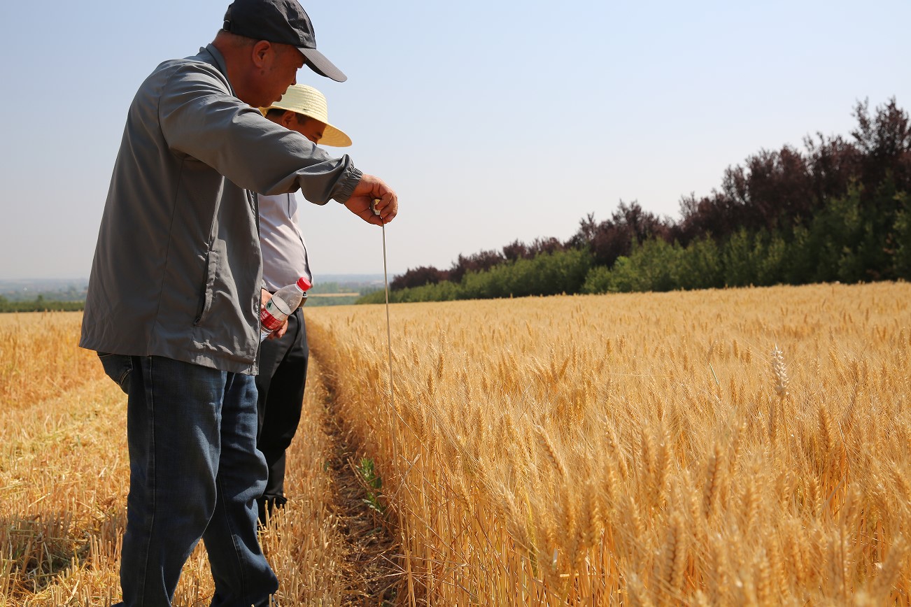 干旱之年展坚韧 “白鹿 181” 小麦新品系实收点平均亩产563.9 公斤