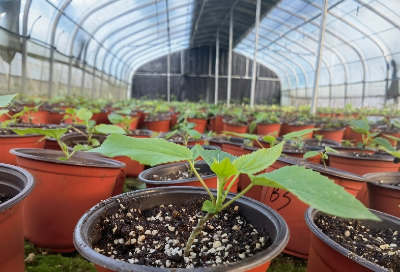 科技赋能山桐子，实干铺就振兴路——分省院以正确政绩观引领产业高质量发展