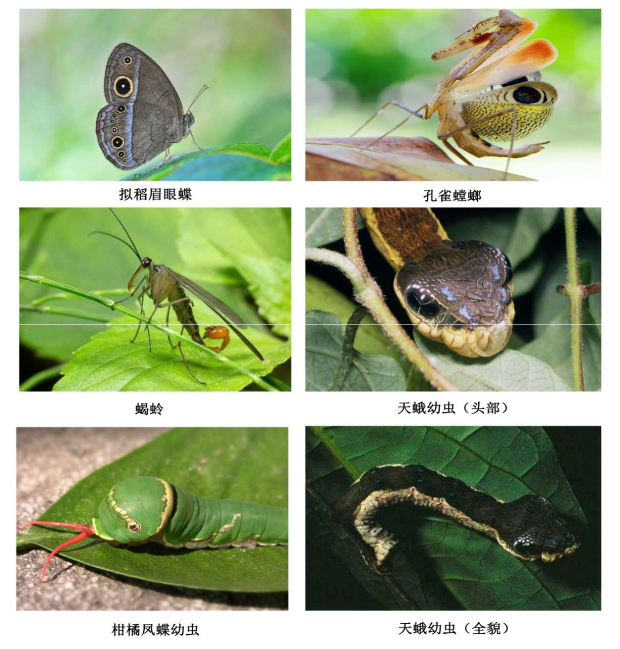 昆虫学小入门——常见昆虫形态解剖、系统分类及昆虫生态的简单概括（二） - 知乎