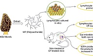 陕西省微生物研究所在真菌多糖药用价值研究领域取得进展