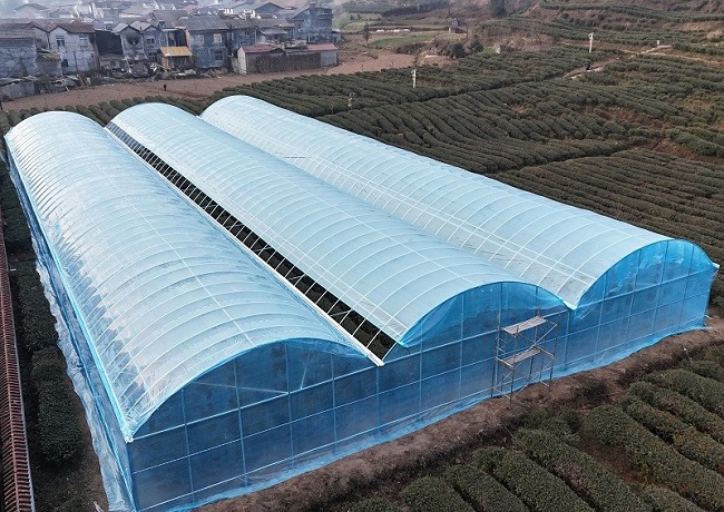 省生物农业所在镇巴县大市川村投建的茶园设施大棚主体落成