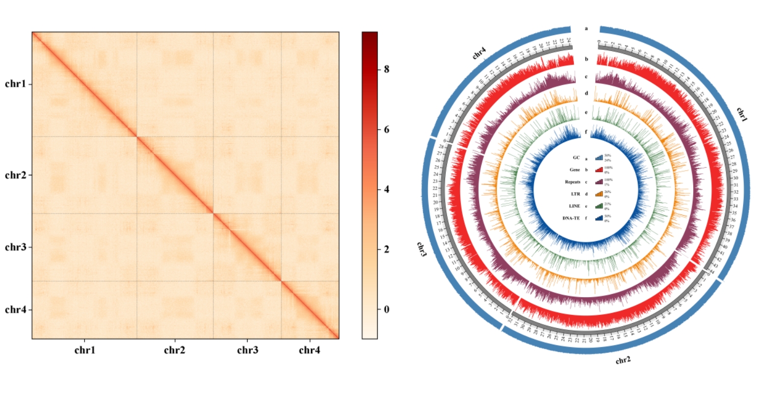 我国学者破译首个染色体水平的腐烂茎线虫基因组
