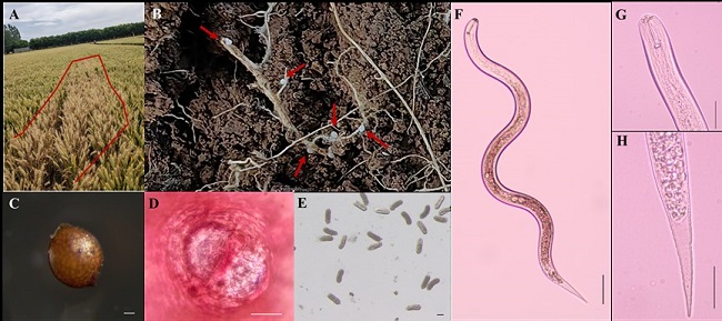 省生物农业所首次在陕西发现菲利普孢囊线虫（Heterodera filipjevi）为害小麦