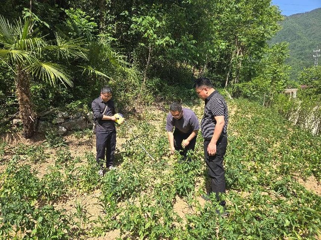 省生物农业所驻村帮扶工作队开展马铃薯病毒病防治试验