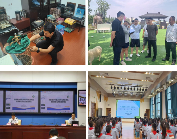 守护三秦飞羽：陕西省动物研究所助力全省野生鸟类保护及专项打击行动