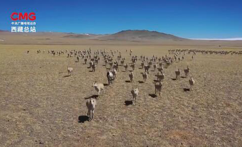 西藏阿里改则县记录到数千只藏羚羊