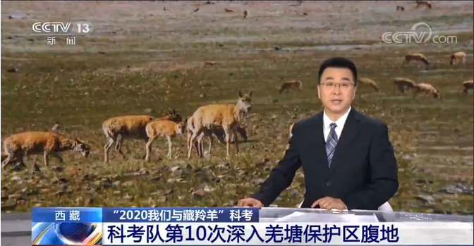 【新闻直播间】西藏 “2020我们与藏羚羊”科考 6万多只！首次拍摄到藏羚羊迁徙超大种群
