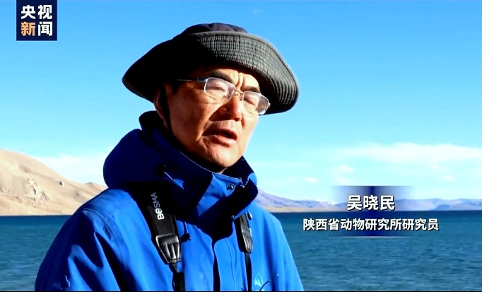 生态保护全面提升 西藏羌塘藏羚羊种群实现恢复性增长