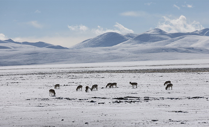 羌塘国家公园综合科学考察取得丰富成果