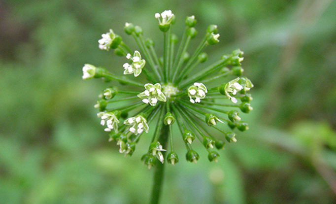 以菌为“媒” 获取更多稀有人参皂苷