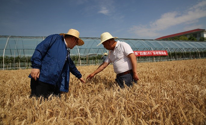 小麦新品系“白鹿181”实收亩产550.19公斤