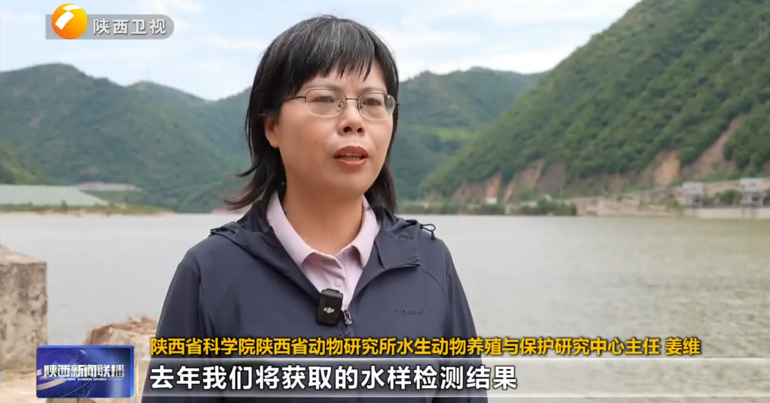 【陕西新闻联播】“破天堑”黄金峡高坝留鱼道 “算生态账”之字长梯日过万鱼