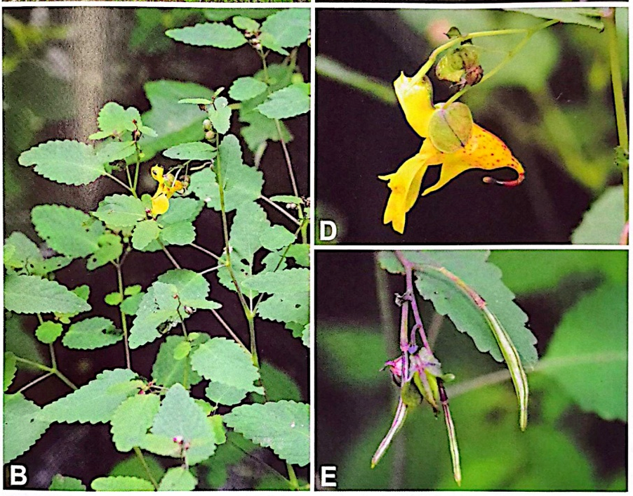 《西安市野生植物资源及保护》出版发行