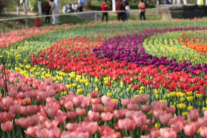 西安植物园春季花展开始啦！